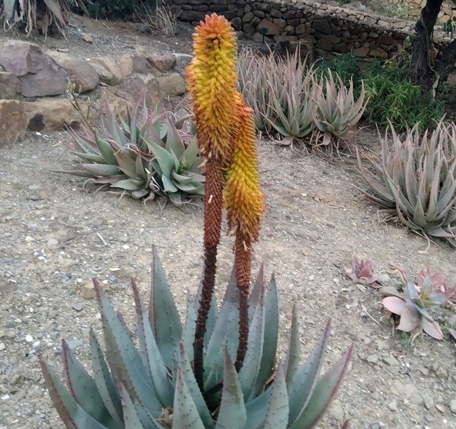 Los aloes pertenecen a una familia llamada Xanthorrhoeaceae. Algunos están floreciendo en la colección de suculentas, como este Aloe peglerae <a href="/malaga/">Ciudad de Málaga</a> <a href="/SucculentWorld/">World of Succulents</a> <a href="/CactusSucculent/">British Cactus and Succulent Society</a> <a href="/BCSS_Sheffield/">British Cactus & Succulent Society_Sheffield</a> <a href="/CactusSocietyIE/">Irish Cactus and Succulent Society</a>  #Aloe #FelizLunes  #Succulents #plantas  #BuenosDíasATodos