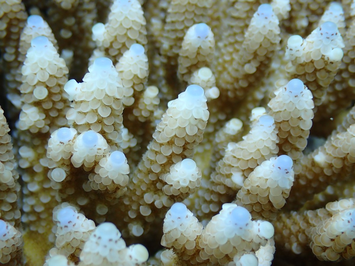 Who is ready for coral spawning? 🙋‍♀️Most species on the GBR spawn in summer, but a few species go against the grain, spawning in autumn. These Acropora digitifera colonies are ready to go after the Feb full moon! <a href="/aims_gov_au/">Australian Institute of Marine Science</a> <a href="/SeaSim_AIMS/">SeaSim</a> #RRAP