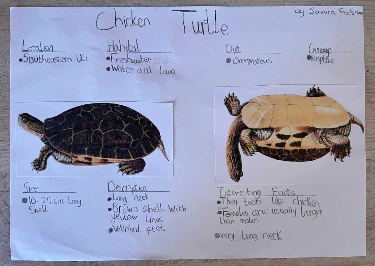 BSMuscatY2's tweet image. Learning about Sir David Attenborough, who is an English broadcaster and a natural historian, Year 2 made their own posters after researching about different animals! Take a look at how fantastic and artistic they have been 😍🌟