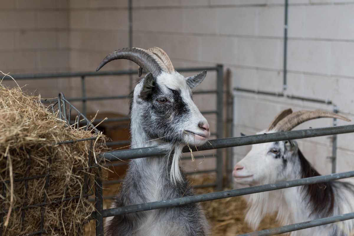 Wij zoeken voervrijwilligers voor onze kinderboerderij voor de zaterdag en zondag. Interesse? Neem dan contact op met Menko Olthof via telefoonnummer 0634869617 of via menkoolthof@visio.org. #Vries #vrijwilligers
