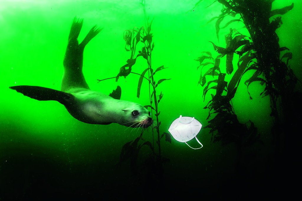 2021 Photo Contest, Environment, Singles, 1st Prize
California Sea Lion Plays with Mask
Photographer:
Ralph Pace
19 November 2020
A curious California sea lion swims towards a face mask at the Breakwater dive site in Monterey, California, USA.