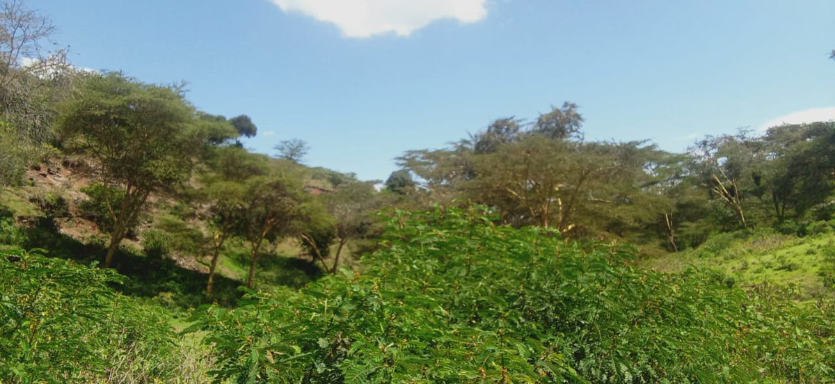 LaikipiaRanches's tweet photo. This species of acacia will add the flavor to your country home.
Better yet if there's is a stream or a river.
#Laikipia
#Timau
#Mweiga https://t.co/cmJeMfIk6P