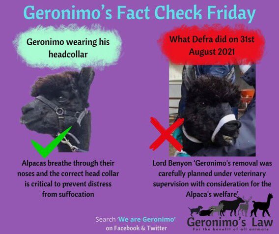 alpacapower's tweet photo. Sentience? Welfare? 

#Geronimo was healthy &amp; you all knew it @RichardHRBenyon @MPGeorgeEustice @ChiefVetUK @DefraGovUK @apha @VictoriaPrentis @BorisJohnson @GovtChiefwhip

Farmers deserve risk based policies fit for purpose
#apologise #PublicInquiry #TellTheTruth #mentalhealth https://t.co/mSW1jeLT8l