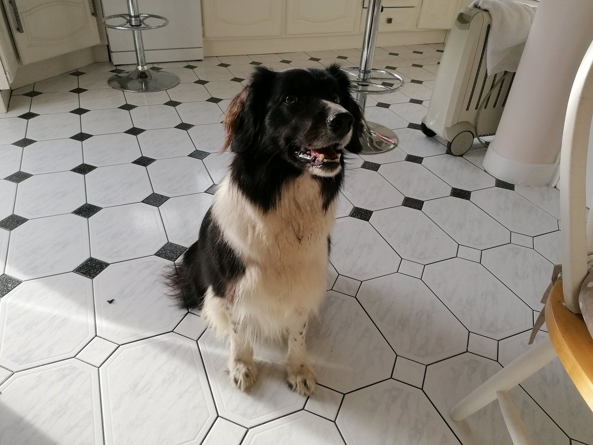 Very friendly stray dog found in Beaumont Drive.   Contact 087 6150807