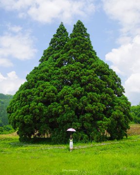 Kosugi no Osugi (le grand cyprès de Kosugi), Sakegawa, Japon, près de 1000 ans, 20 mètres.
Cl. @JP30dai
#toponymie
cc @AncientTreesATF @A_ARBRES