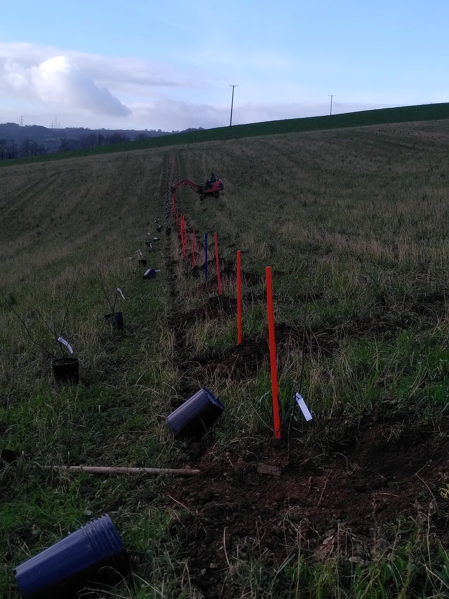 blewinbell's tweet photo. Making a start getting the hazel in the ground this morning @riverforddairy with a little mechanical assistance #agroforestry #DevonDairy https://t.co/w5OhBRPGpd