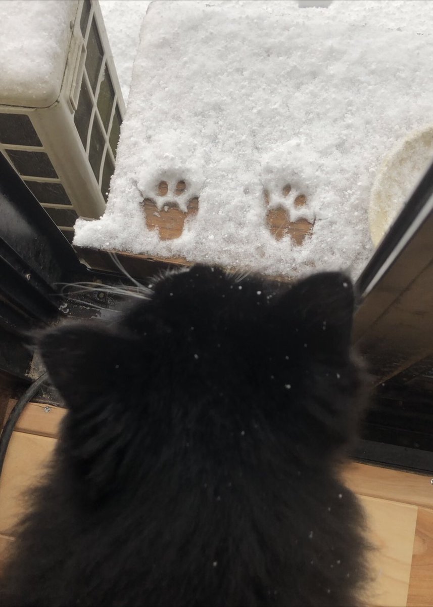 庭に出るの 出んの 葛藤する猫の足跡が雪に 可愛い後ろ姿に 早く決めて と飼い主さん まいどなニュース