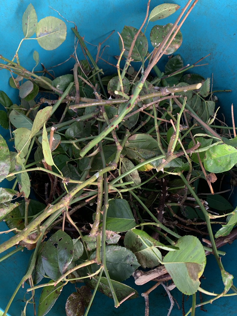 Rose pruning. Bitterly cold so I don’t think I’ll be out here all day. 
#gardening