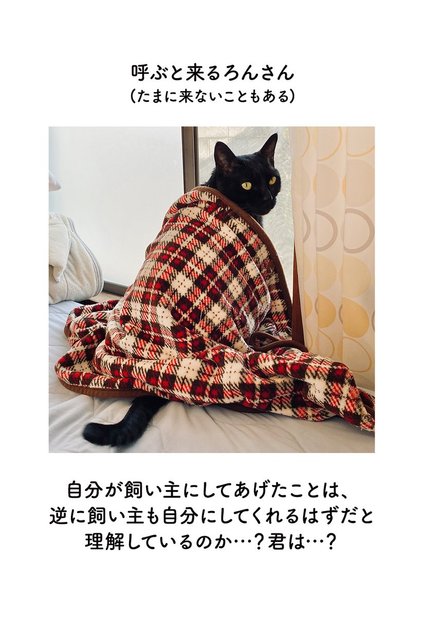 ねことおたがいさまの精神で暮らしてる絵日記です(2枚+写真1枚) #ろんの絵日記 