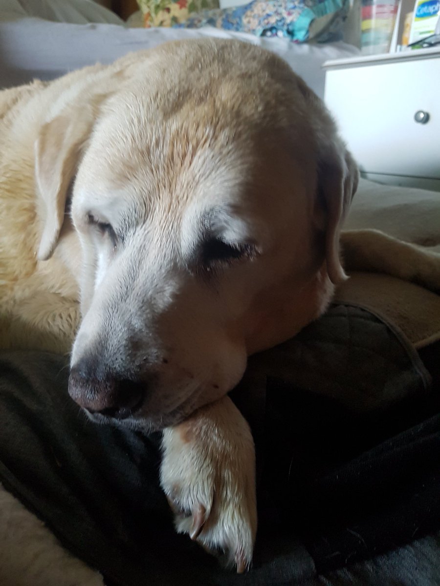 Marty having a snooze after being in the surf. Big fella loves it❤❤❤