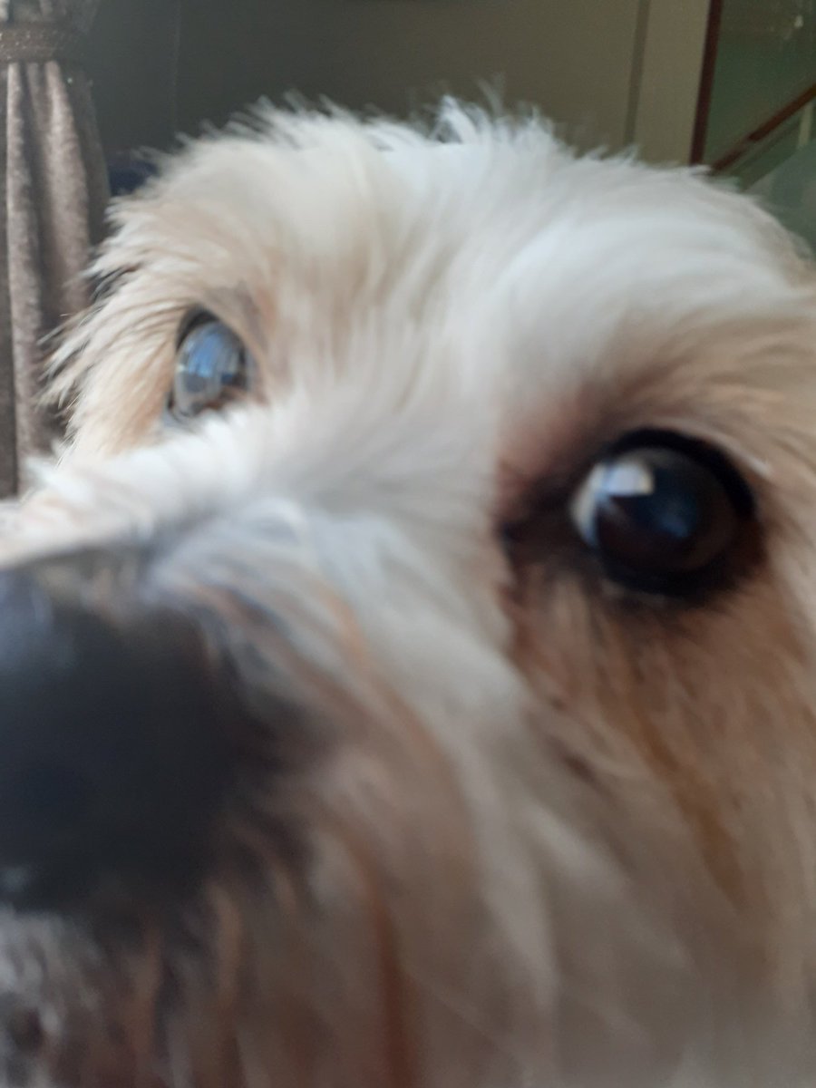 claireybella123's tweet photo. Boops anyone ? Bud 🐶 🐾 https://t.co/yMueA83Bj9