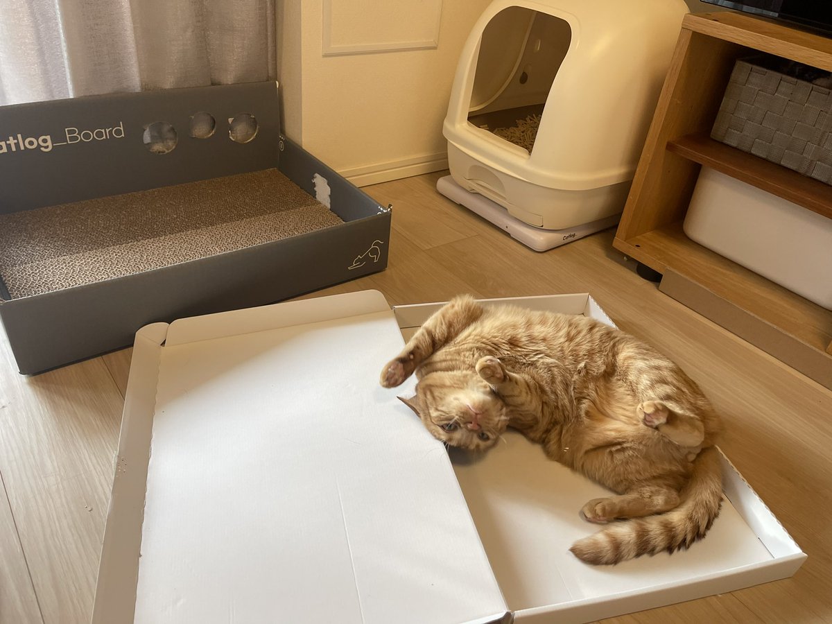 woodpaper2's tweet photo. まぁ、想定内!
#catlog #catboard #猫好きさんと繋がりたい https://t.co/D0c0bUQBzF