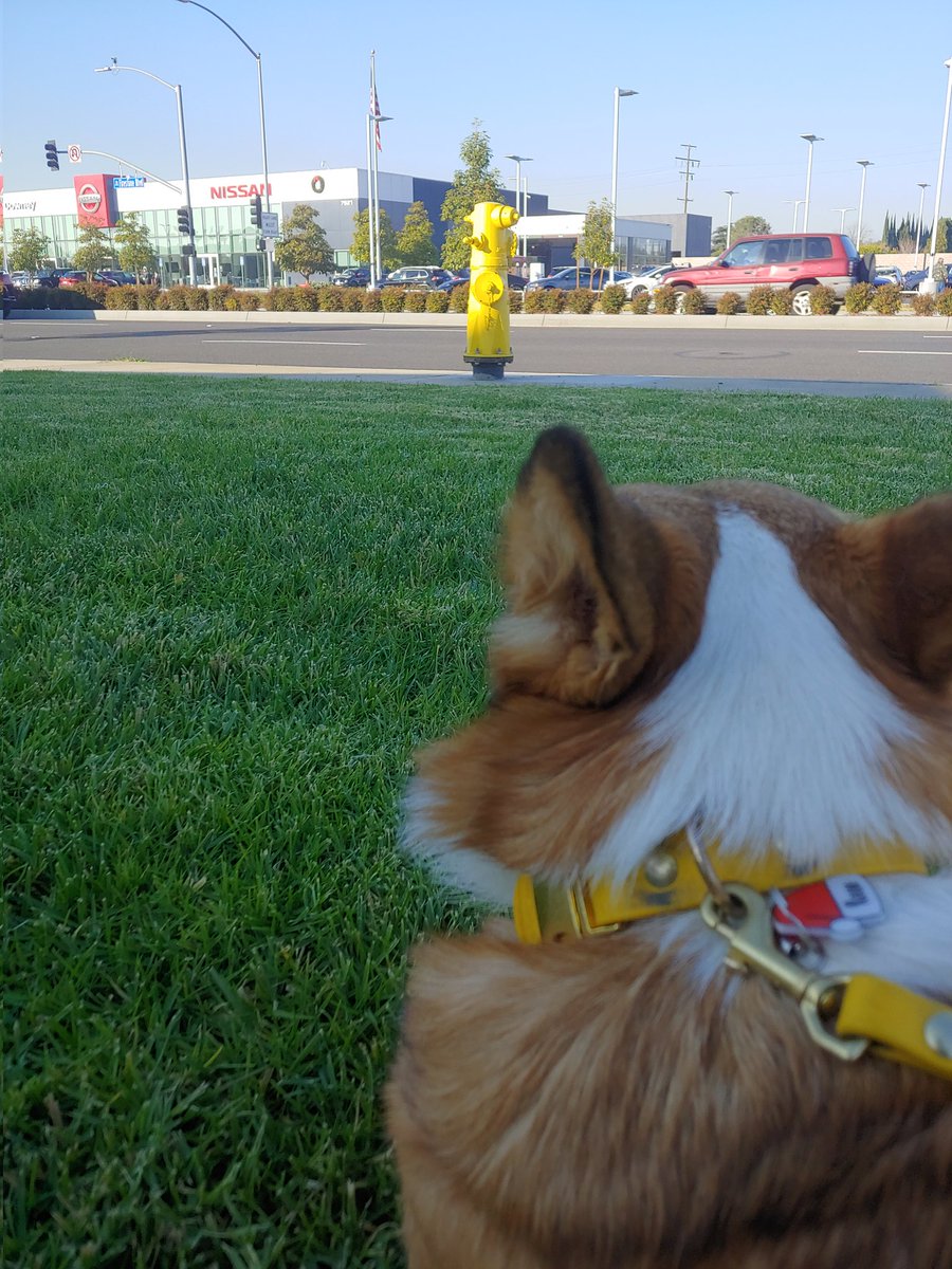 reesethecorgiii's tweet photo. Thinkin about how high I'm gonna have to lift my leg for this one... #Corgi #stubbylegs https://t.co/5zrZqQfYRO