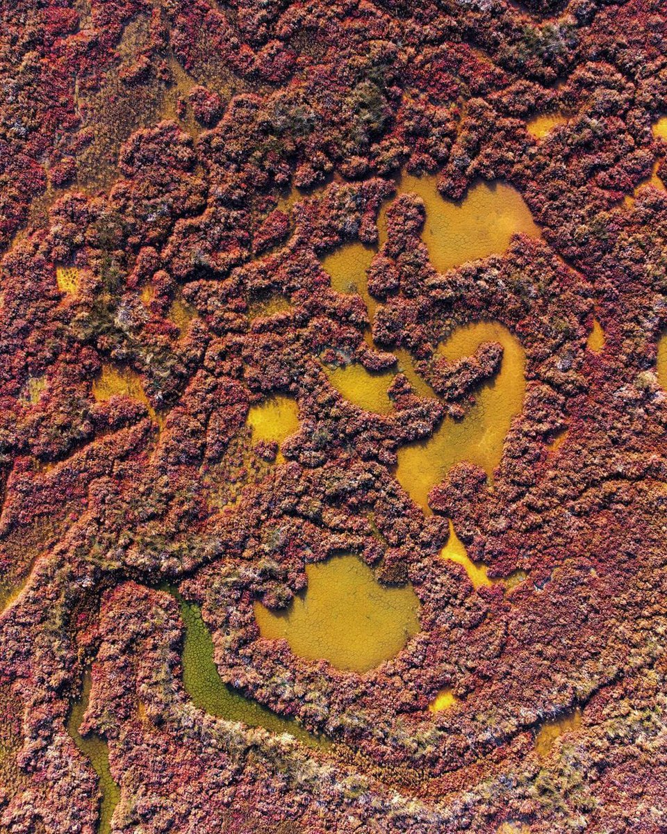 SimonVenturini's tweet photo. #VENEZIA • Le barene della nostra laguna!

Viste dall'alto diventano dei bellissimi quadri che la #natura ci regala. 

Stupendi scatti di "#Delzo", che ci mostra ancora una volta quanto può essere straordinario il nostro territorio.

Buon #sabato a tutti!

IG: @Delzo https://t.co/m9WTLwuUms