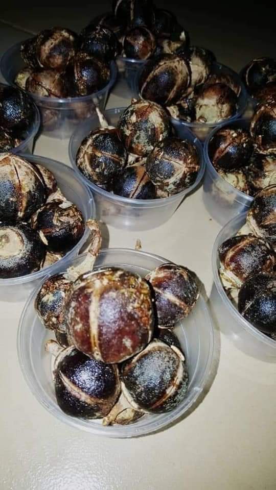 itunuoluwa_aaa's tweet image. 101 fact about goron tula. what is stopping you from buying this amazing products? Money? It's 2k delivery fee? Don't worry you can pick up at your nearest bus stop. 

Taooma #asuu Tiwa #revolutionplusproperty Abba Kyari 2012 Benz Ororo