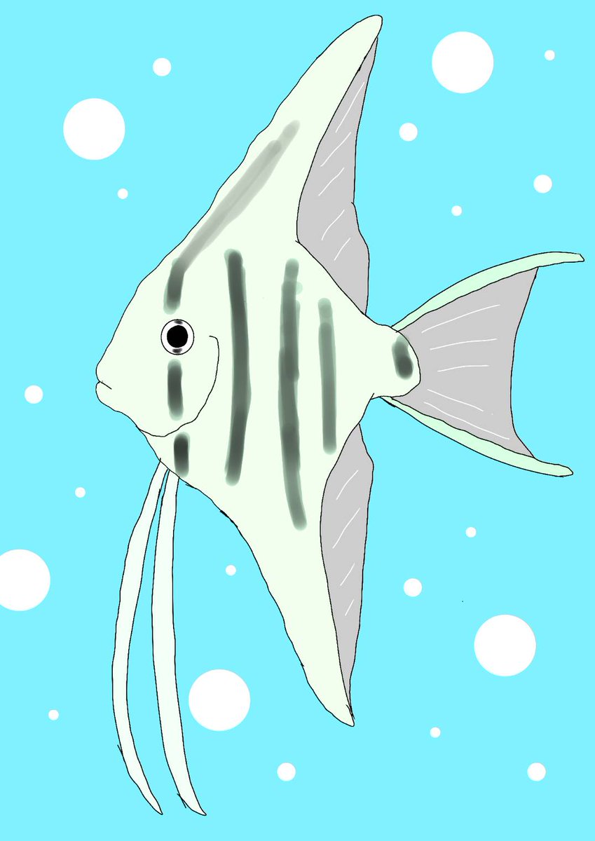 Twoucan エンゼルフィッシュ の注目ツイート イラスト マンガ