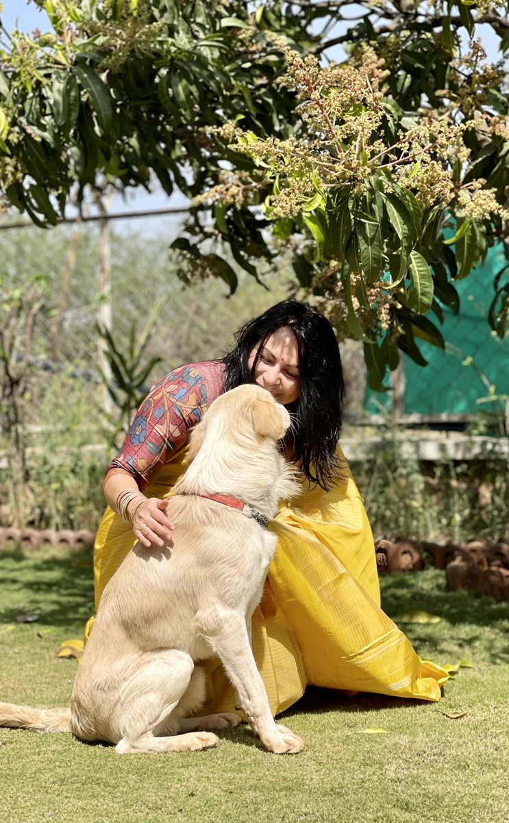 ShefVaidya's tweet photo. शुभ बसंत पंचमी! Yellow is the colour of joy, of new beginnings, of spring, sunshine and serenity. Did my pooja wearing this stunning yellow #arni saree from Tamil Nadu, from the looms of @GO2Peak, my young weaver-entrepreneur friend from Arni. It was his gift to me on his wedding https://t.co/3jK664Wc48