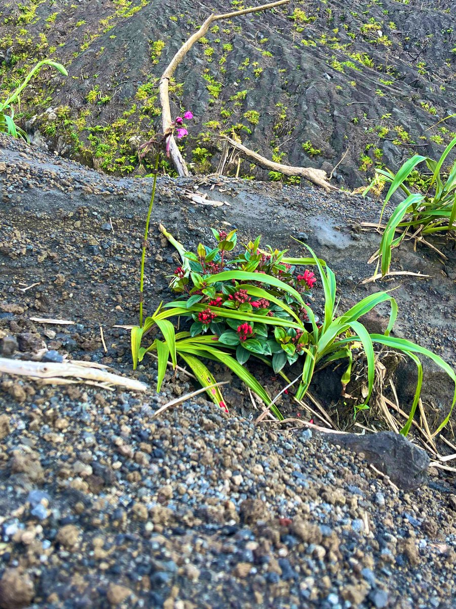 Plants with red flowers near summit of Soufriere.