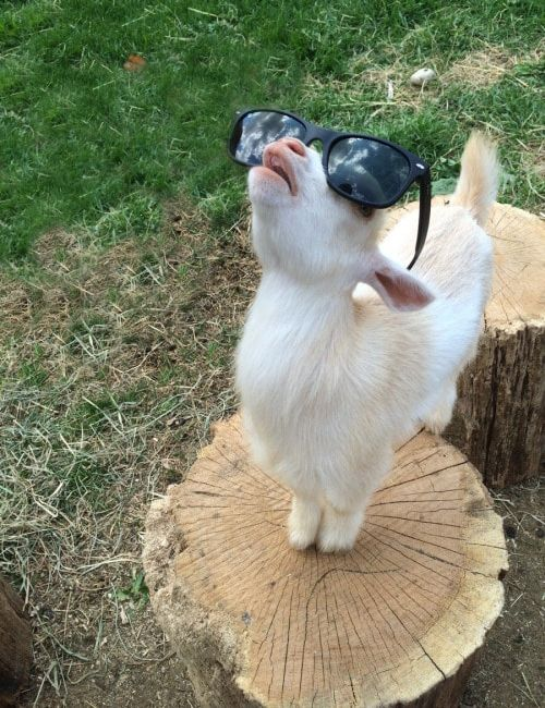 WholesomeMeme's tweet photo. https://t.co/kp9c1lPlnZ