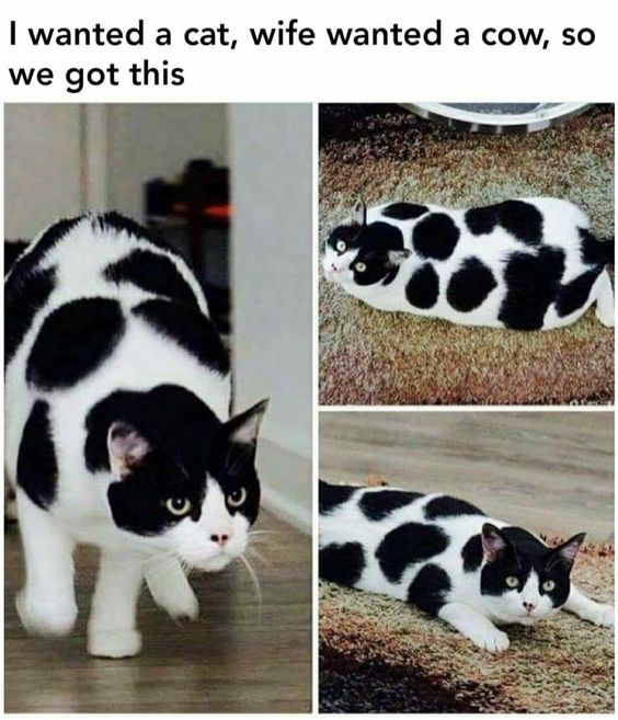 WholesomeMeme's tweet photo. https://t.co/SnEwYjZ0Rz