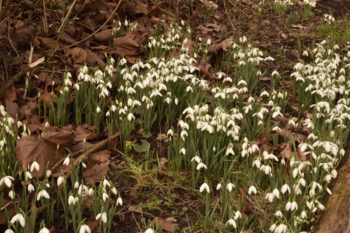 A visit to Mottisfont National Trust Gardens to see a beautiful array of snowdrops #MottisfontGardens #Mottisfont #Snowdrops #Hampshire #RiverTest