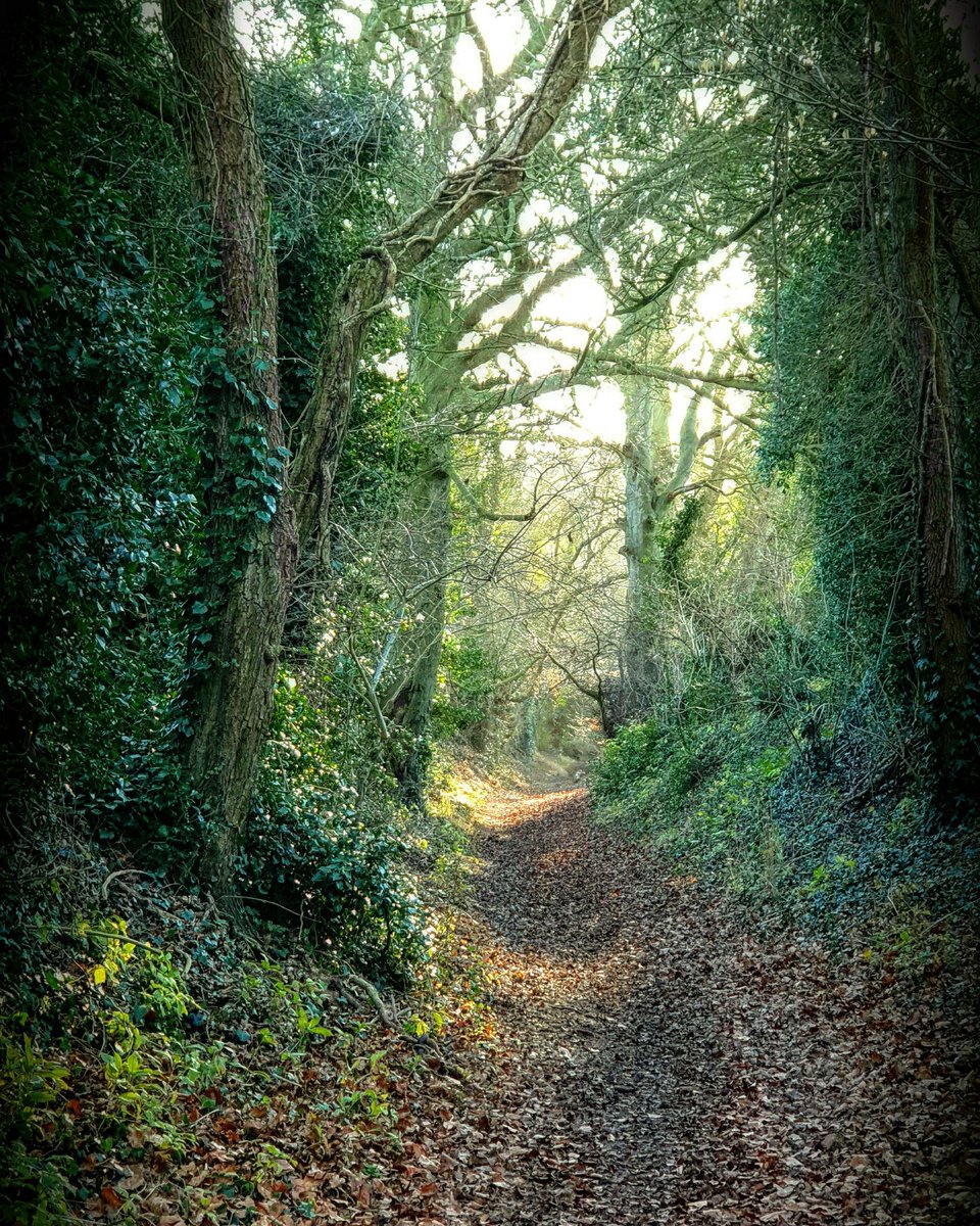 educatinggeeta's tweet photo. A couple of 📸 frm last wkend's #chilterns walk @ChilternsAONB There are 2 walks in Feb~details in blog: https://t.co/90Evf70OCF
 The 27th Feb is approx 13 miles and inc #theRidgeway into #WatlingtonHill &amp; a coffee break in #christmascommon  #connectingwithnature #natureheals 🌿 https://t.co/R9ihfQJh1s
