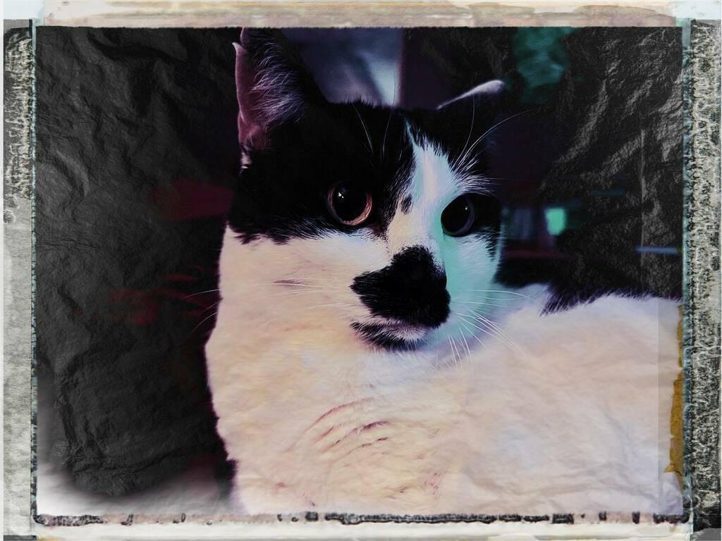 catsynth's tweet photo. A portrait of Sam Sam on Shabbat 😻 #Hipstamatic #Peale #Type10Pack #catsofinstagram https://t.co/QyAdehwgM8 https://t.co/mlt4Cyo6et