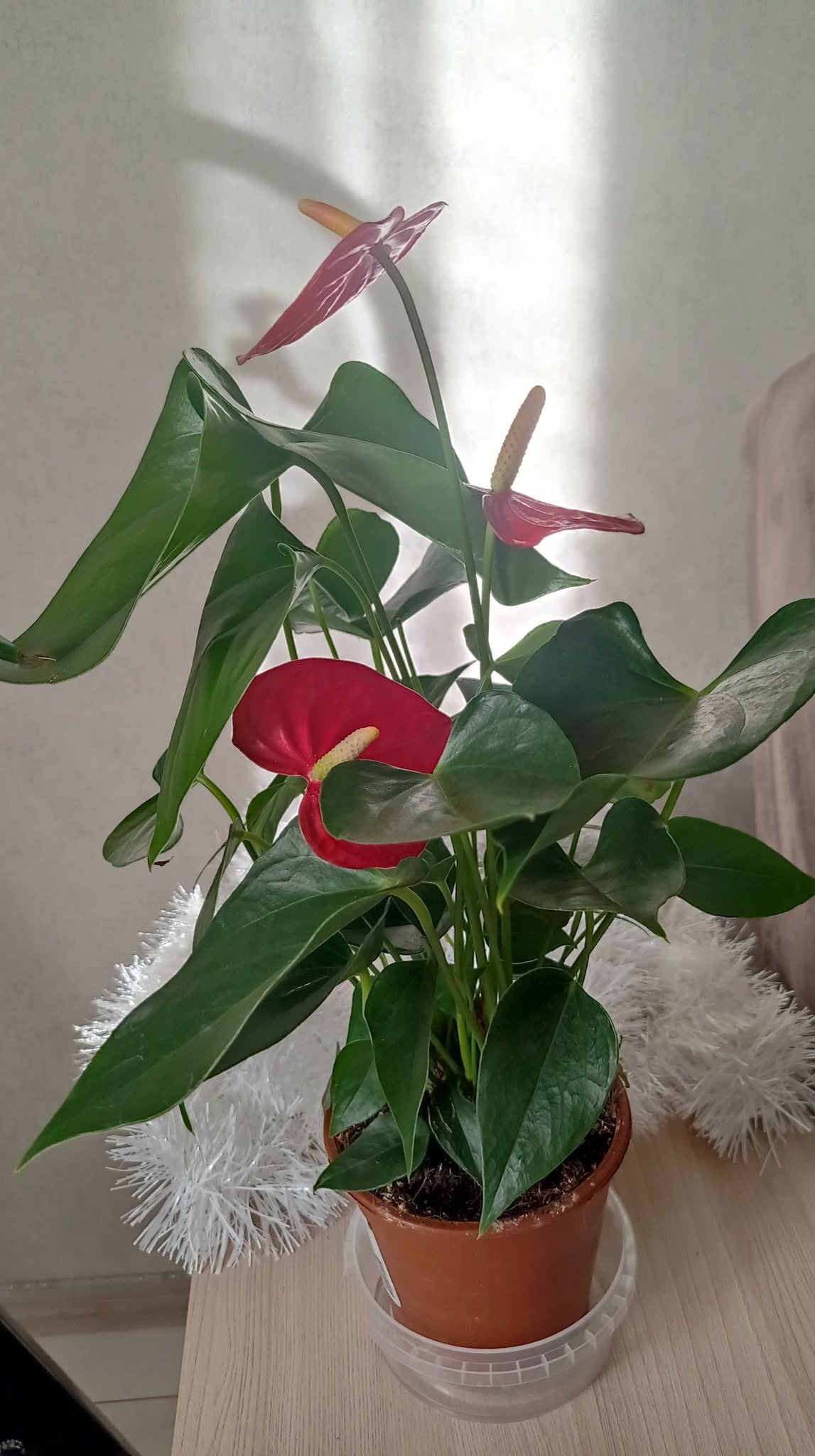 Meet Anturi. My new show participant. Handsome and a bit poisonous, we already got along well^°^} #Anthurium #webmodel #modeling #FolloMe #webcam https://t.co/SAwFhLuS9y