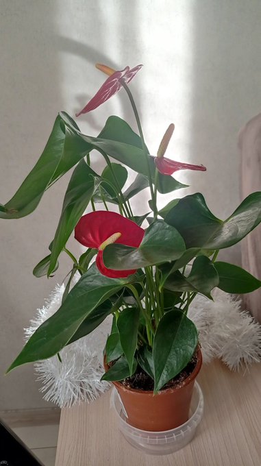 Meet Anturi.  My new show participant.  Handsome and a bit poisonous, we already got along well^°^} #Anthurium