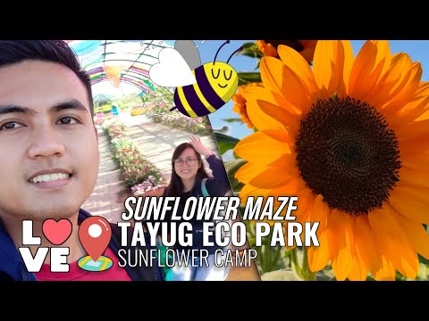 Enjoy Sunflower Maze 🌻 in Philippines 🇵🇭

"Sunflower Camp at Tayug Eco Park" on vTourMap
sansaaan.pythonanywhere.com/static/h/loc/e…

#VTMSunflower_Camp_at_Tayug_Eco_Park #Sunflower_Camp_at_Tayug_Eco_Park #vTourMap