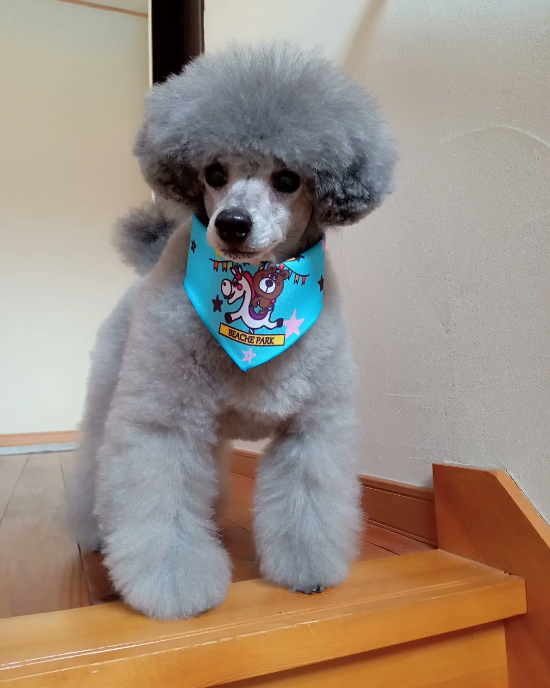 ダック Ar Twitter トリミング行って来たよ トリミング 顔バリ 犬好き 犬好きさんと繋がりたい トイプードル トイプードルシルバー トイプードルシルバーチビ Toypoodle Toypoodlelove T Co Rs7xsev2ot Twitter ダック Ar Twitter トリミング行って来たよ トリミング 顔バリ 犬好き 犬好きさんと繋がりたい トイプードル トイプードルシルバー トイプードルシルバーチビ Toypoodle Toypoodlelove T Co Rs7xsev2ot Twitter