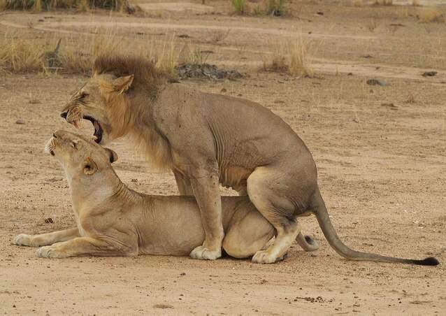 IssaRanger's tweet photo. Darasa Huru,
Lions Mating,
Kupandana kwa Simba,
●TAMU LAKINI INAUMAGAA HIYOO.
Nature ina raha yake aisee,na kwenye nature hakuna kitu kilichoko bila sababu zake za kitaalam. 
Nakumbuka wakat niko chuo kuna watu walikuwa wanalipa ada ya mwaka mzima lakini anakuja chuoni 👇🏿👇🏿 https://t.co/G01V7olzM3