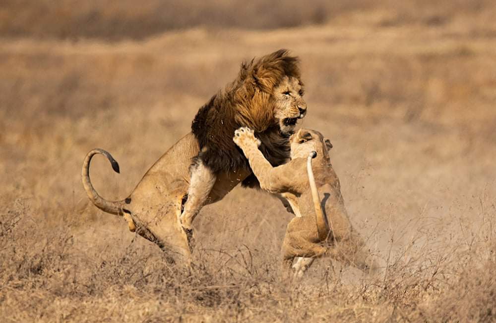 IssaRanger's tweet photo. Darasa Huru,
Lions Mating,
Kupandana kwa Simba,
●TAMU LAKINI INAUMAGAA HIYOO.
Nature ina raha yake aisee,na kwenye nature hakuna kitu kilichoko bila sababu zake za kitaalam. 
Nakumbuka wakat niko chuo kuna watu walikuwa wanalipa ada ya mwaka mzima lakini anakuja chuoni 👇🏿👇🏿 https://t.co/G01V7olzM3