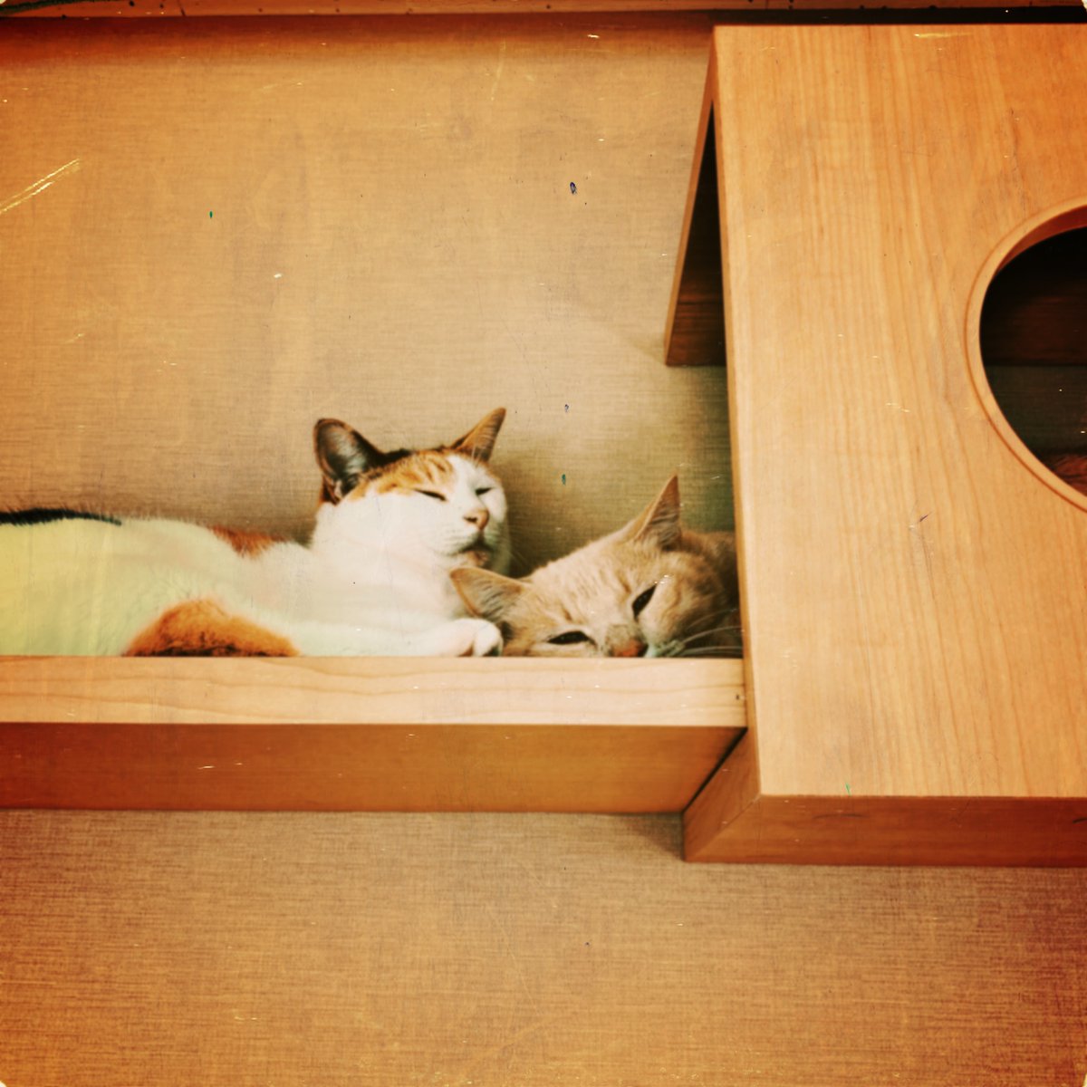 obi_wan_eclipse's tweet photo. Let's snuggle up to each other.  #猫式 #cat #ShotoniPhone #Hipstamatic #AlhambraPX #Belém #LaserLemonGel https://t.co/AN9vQ3JZ9K