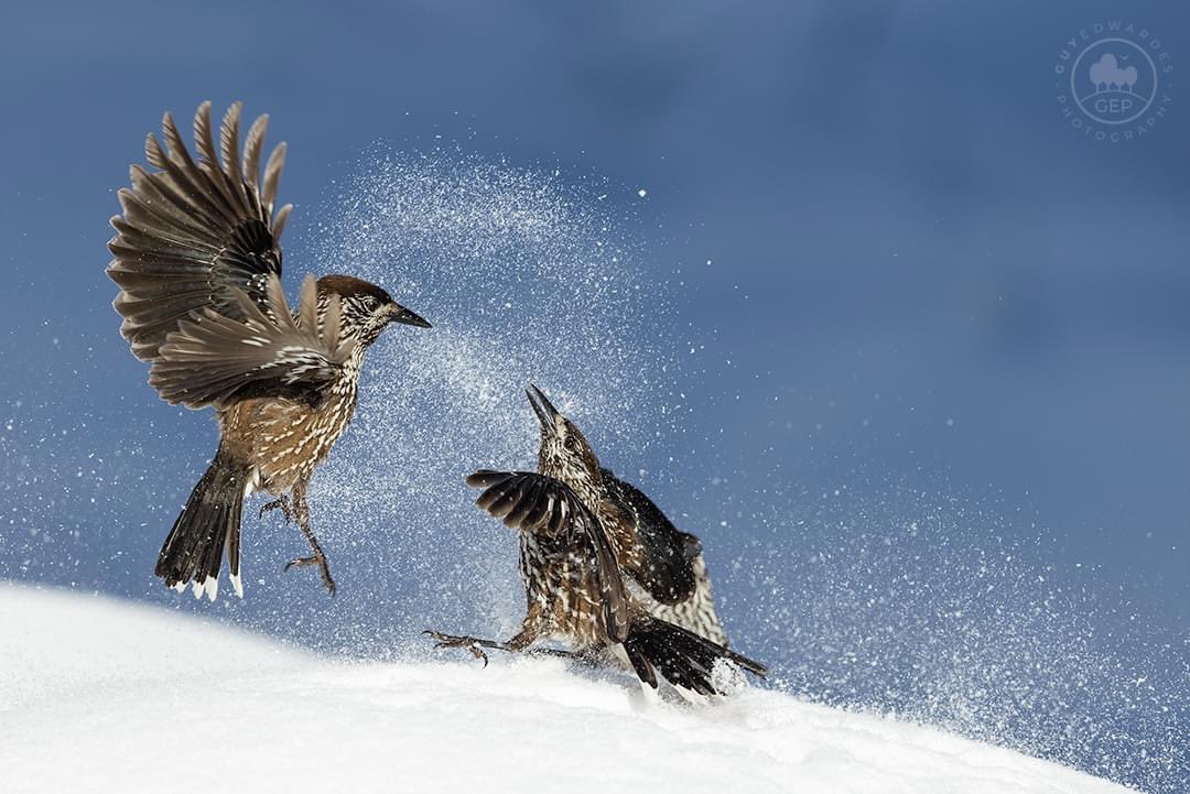 guyedwardes's tweet photo. Spotted nutcrackers (Nucifraga caryocatactes) photographed in the snowy mountains of Bulgaria at the end of my Bulgaria Winter Wildlife Workshop last week.
© Guy Edwardes Photography
#bulgariawildlife #ebird #birdwatch #ornithology #audubon #wwf #animalsinaction #winterwildlife https://t.co/VSbRydspdG