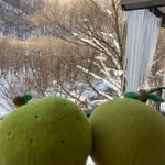 旅人の声のツイート画像