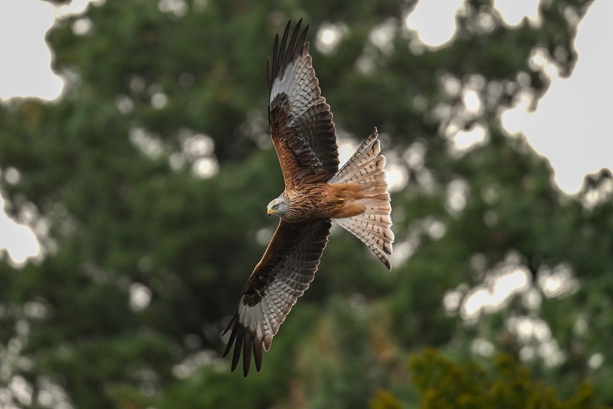 EcofactEcology's tweet photo. Red Kite at Avoca, Co Wicklow, yesterday afternoon. https://t.co/5EQ5dipORx