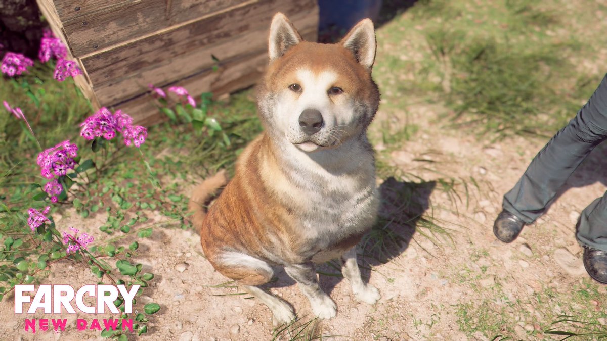 ionesrain's tweet photo. ワンコかわい〜！！！🐕 #FCND https://t.co/MW1dP3w115