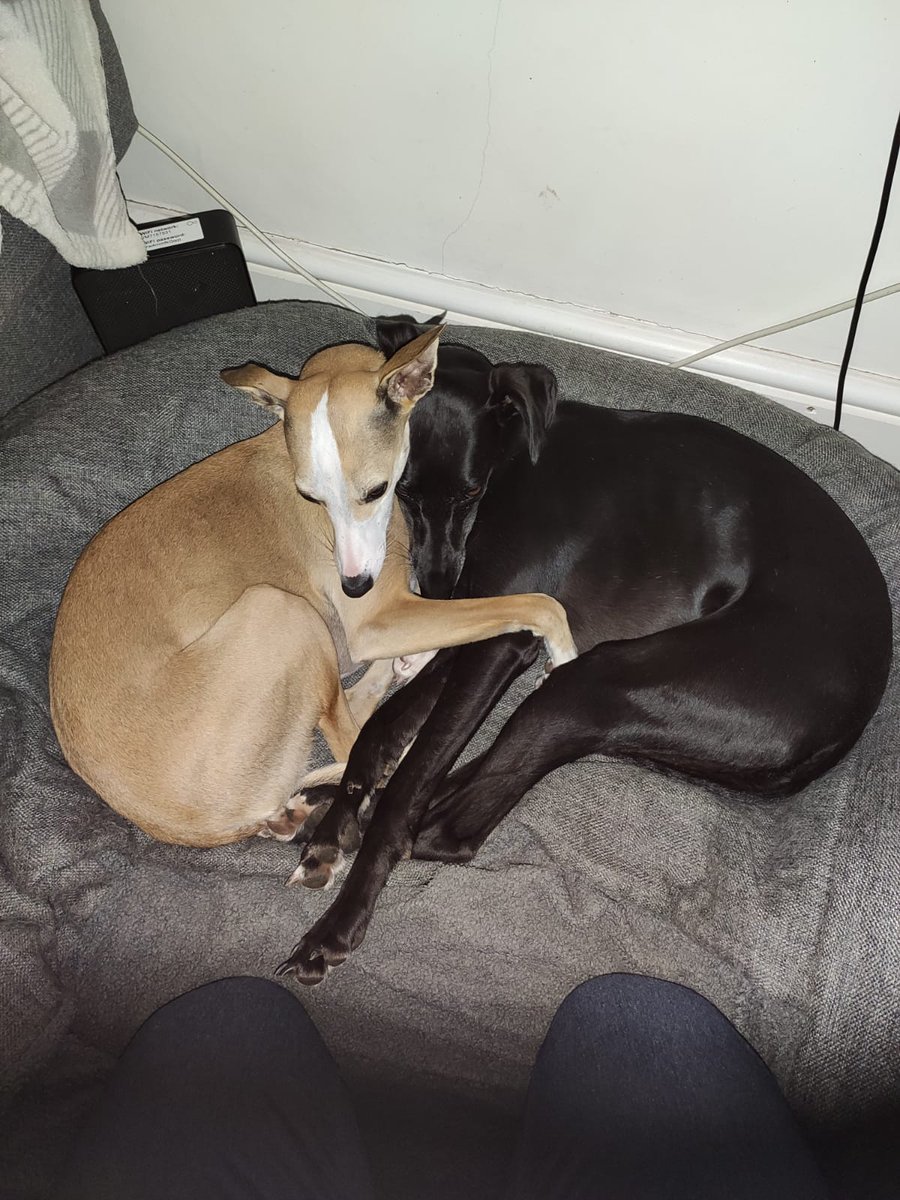 BurleyD89's tweet photo. @kerrymgordon @hug_info @CauveryMadhavan @GreyhAwarenCork @Colmogorman @GPIGreyhounds @BGPuk @RetGreys_Cbury @ForeverHoundsUK @greyhoundtrust @petbond_ireland Ada (black lurcher) and Pippa (fawn whippet) 🐾♥️ https://t.co/oRQZyCoivn