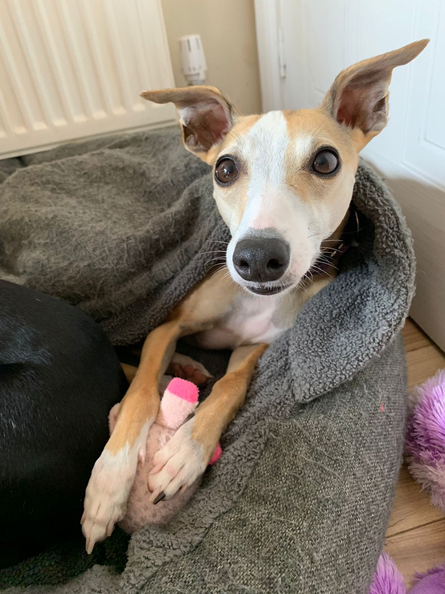 BurleyD89's tweet photo. @kerrymgordon @hug_info @CauveryMadhavan @GreyhAwarenCork @Colmogorman @GPIGreyhounds @BGPuk @RetGreys_Cbury @ForeverHoundsUK @greyhoundtrust @petbond_ireland Ada (black lurcher) and Pippa (fawn whippet) 🐾♥️ https://t.co/oRQZyCoivn