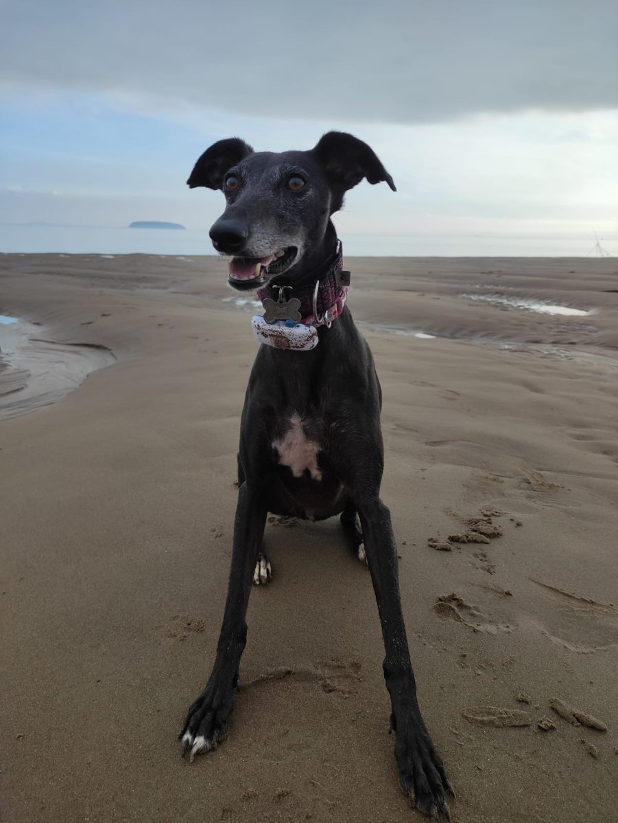 BurleyD89's tweet photo. @kerrymgordon @hug_info @CauveryMadhavan @GreyhAwarenCork @Colmogorman @GPIGreyhounds @BGPuk @RetGreys_Cbury @ForeverHoundsUK @greyhoundtrust @petbond_ireland Ada (black lurcher) and Pippa (fawn whippet) 🐾♥️ https://t.co/oRQZyCoivn