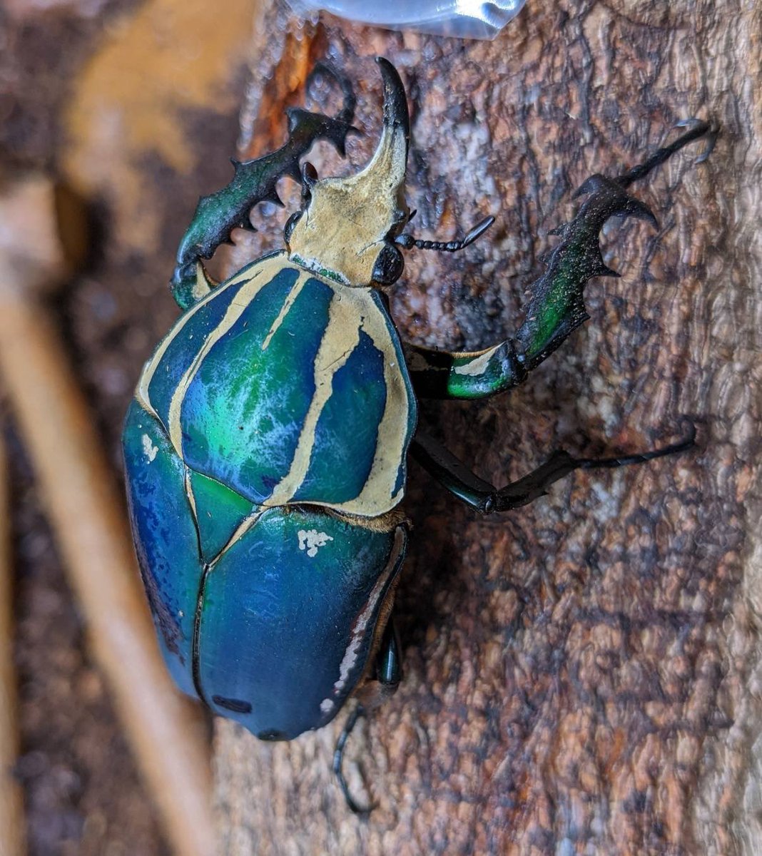 昨日のウガンデンシスオオツノカナブン 成虫寿命は数ヶ月といわれます