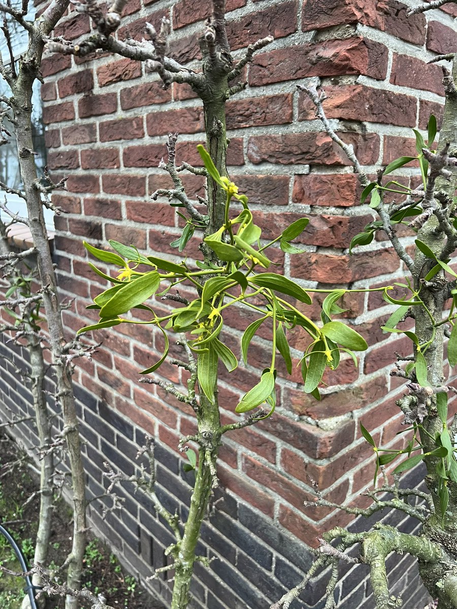 MiniTreeNL's tweet photo. Paar jaar geleden #maretak op #minitree geรซnt. Kijk het resultaat. Het werkt! https://t.co/SeeBXI7UW3