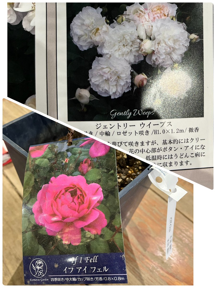 おうちが落ち着いてきたので、少しずつお庭も作っていこうと、苗やさんへ。ビートルズファンとして、これを買わずにおれようか。花の色云々は二の次です😆