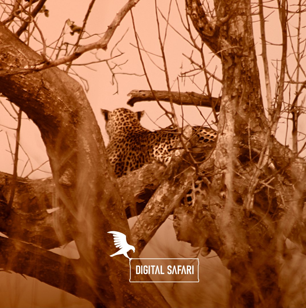 Digital Safari tweet media