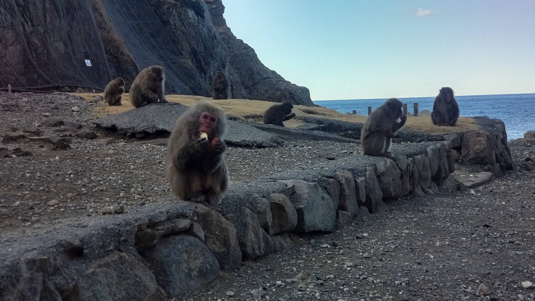 Monkeybay Sdgsのフードロスを減らす取り組みの一環として リンゴをサル達の餌に寄付頂きました 冬は山にも餌が少なくなる季節です リンゴなどの果実はサル達も大好き 多い時は一度に1頭を超える ニホンザル が集まります 南伊豆町 波勝崎