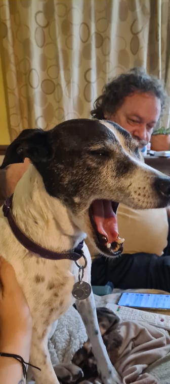 More #TalkingDogs in #Chester?
Of course! Its #Saturday morning and on circl8radio.com we are  live from ten till twelve