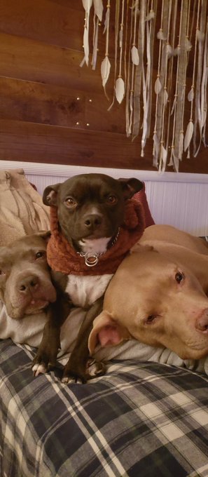 3 of my 4 https://t.co/6Ner7JQhpI
