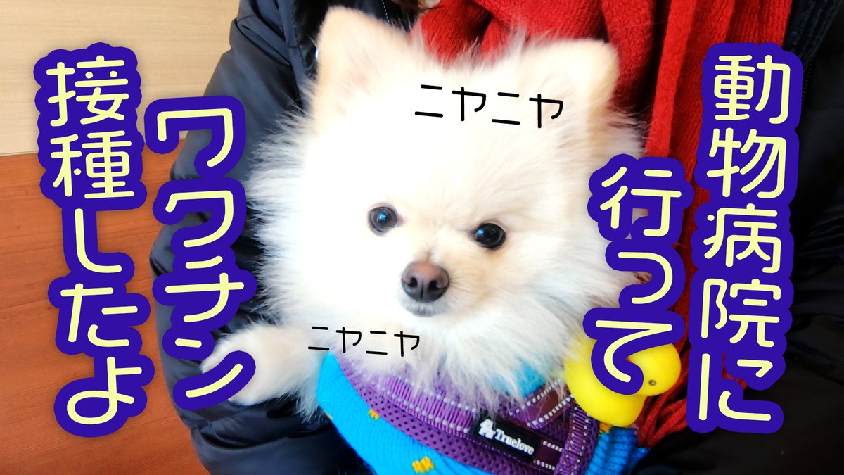 元保護犬 ポメラニアン はくのすけ Hakunosuke Tw Twitter 元保護犬 ポメラニアン はくのすけ Hakunosuke Tw Twitter