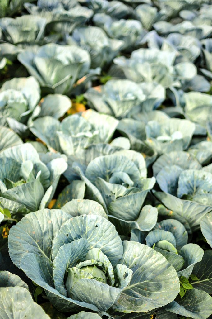 organiclifeorg's tweet photo. Amazing healthy organic veges for a healthy society. This can be achieved by establishing a productive kitchen garden in your residents. Health is the purest form of wealth 🔆

#ZeroHunger https://t.co/zdCOkXmoM5